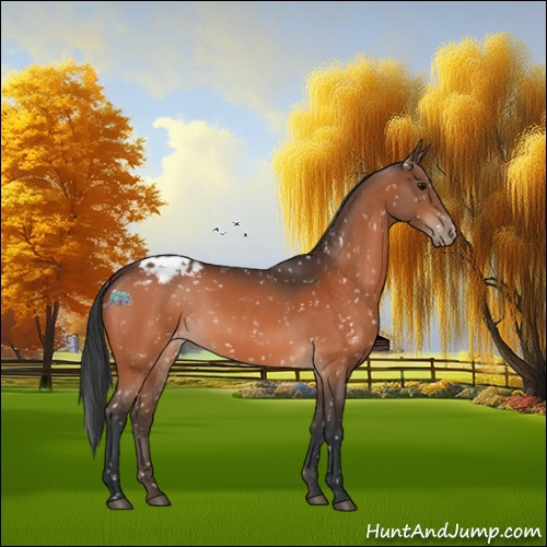 Horse Color:Bay Appaloosa 