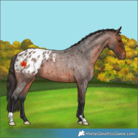 Horse Color:Brown Roan Appaloosa Rabicano 