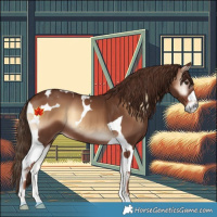 Horse Color:Red Onyx Tobiano 