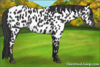 Horse Color:Black Appaloosa 