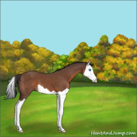 Horse Color:Bay Splash