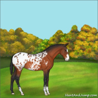 Horse Color:Bay Sabino Appaloosa 