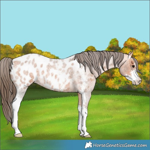 Horse Color:Bay Roan Sabino Appaloosa 