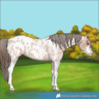 Horse Color:Bay Roan Sabino Appaloosa 