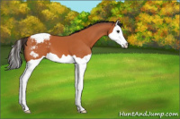 Horse Color:Bay Splash Snowcap 