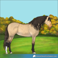 Horse Color:Buckskin Dun 
