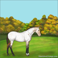 Horse Color:Bay Dun Appaloosa 