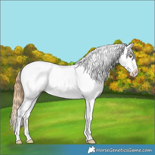 Horse Color:Classic Cream Champagne Appaloosa 