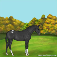 Horse Color:Black Appaloosa 