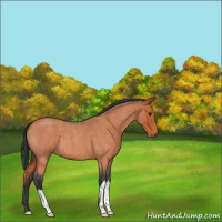 Horse Color:Bay Roan 