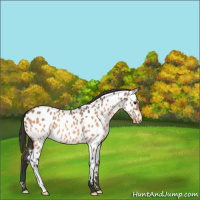 Horse Color:Bay Dun Appaloosa 