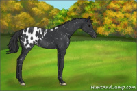 Horse Color:Black Appaloosa 