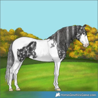 Horse Color:Black Splash Tobiano Appaloosa