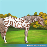 Horse Color:Chestnut Appaloosa 