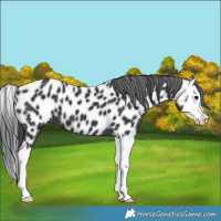 Horse Color:Black Splash Appaloosa 