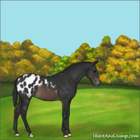 Horse Color:Brown Appaloosa