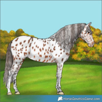 Horse Color:Bay Appaloosa 