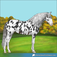 Horse Color:Brown Splash Appaloosa 
