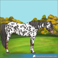 Horse Color:Liver Chestnut Appaloosa 