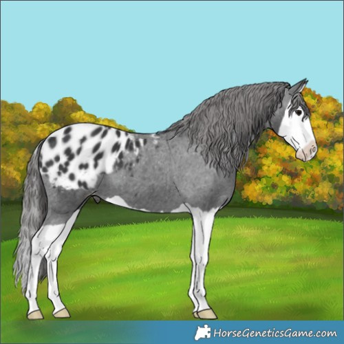 Horse Color:Black Splash Appaloosa 