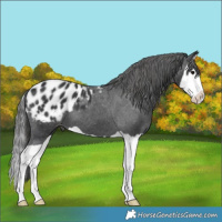 Horse Color:Black Splash Appaloosa