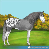 Horse Color:Black Splash Appaloosa 