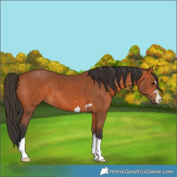 Horse Color:Bay 