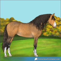 Horse Color:Buckskin 