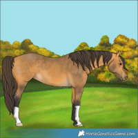 Horse Color:Buckskin 