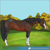 Horse Color:Brown 