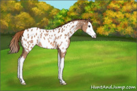 Horse Color:Red Roan Splash Appaloosa 
