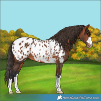 Horse Color:Bay Appaloosa 