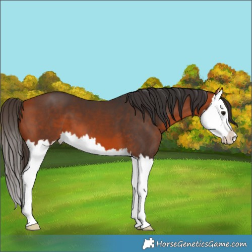 Horse Color:Bay Splash 