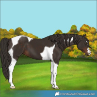 Horse Color:Liver Chestnut Tobiano 