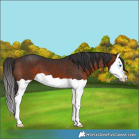 Horse Color:Brown Splash 