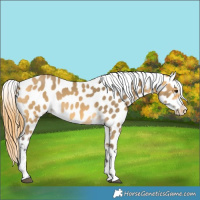 Horse Color:Buckskin Dun Appaloosa