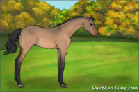Horse Color:Bay Dun 