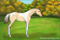 Horse Color:Buckskin Dun Tobiano Appaloosa 