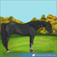 Horse Color:Black Tobiano 