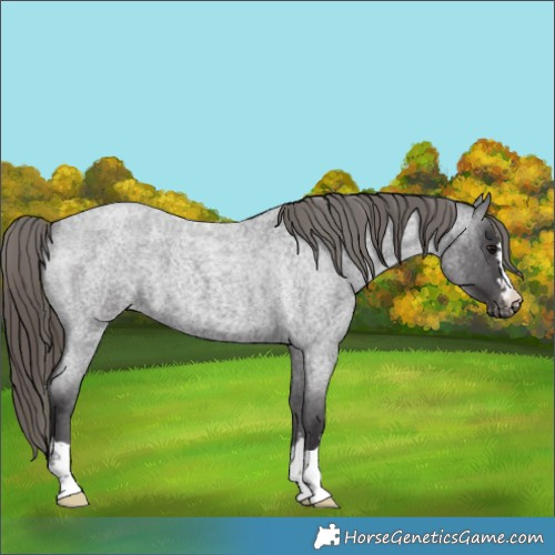 Horse Color:Smoky Blue Roan Appaloosa 
