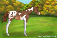 Horse Color:Chestnut Tobiano Appaloosa 