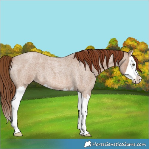 Horse Color:Red Dun Roan Splash 