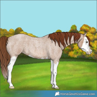 Horse Color:Red Dun Roan Splash 