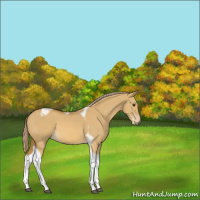 Horse Color:Palomino Dun Tobiano