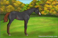 Horse Color:Gray Liver Red Roan 