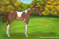 Horse Color:Chestnut Tobiano 
