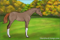Horse Color:Liver Red Dun Appaloosa 
