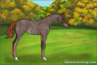 Horse Color:Liver Red Roan 