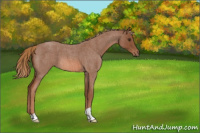 Horse Color:Red Roan 