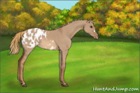 Horse Color:Red Dun Appaloosa 
